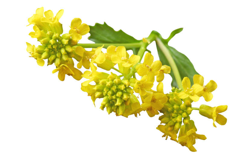 高清透明PNG油菜花特写动植物设计素材图片下载