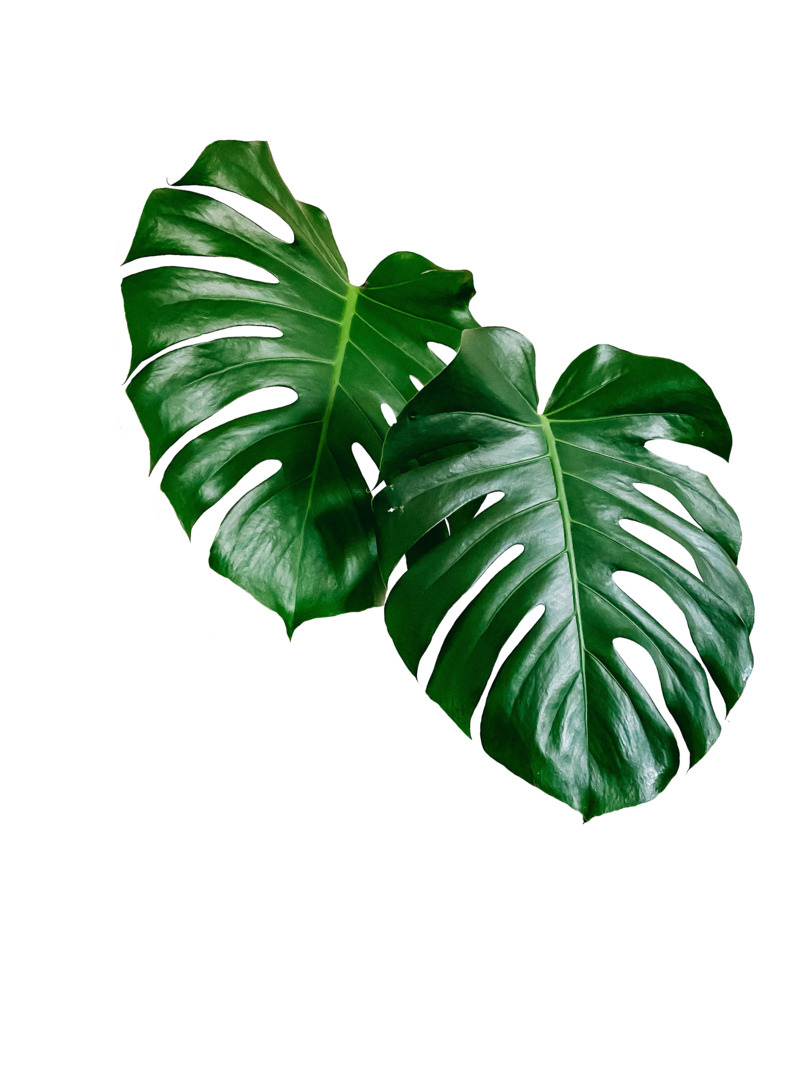 绿色的大叶子装饰