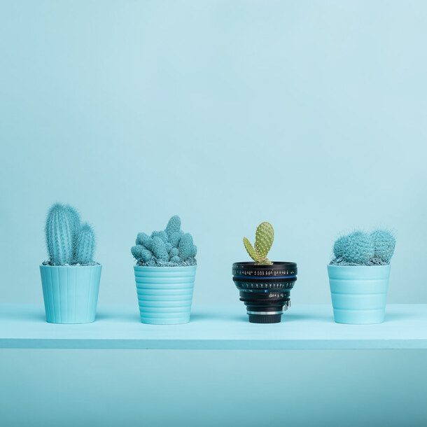 高清透明蓝色仙人掌花盆PNG海报背景设计素材下载 高清透明蓝色仙人掌花盆PNG海报背景设计素材下载