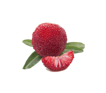 高清透明杨梅PNG图片，动植物设计素材免费下载