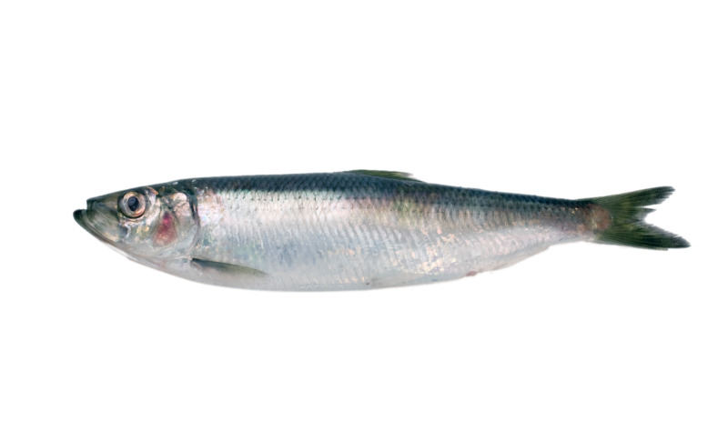 秋刀鱼高清透明PNG图片，动植物动物设计素材免费下载