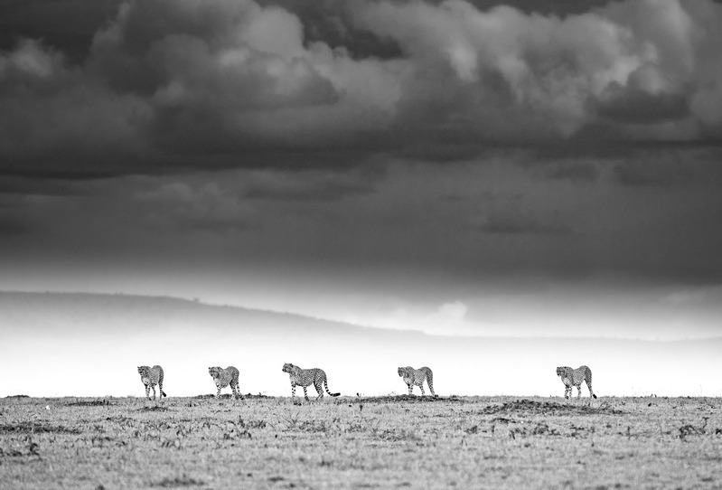 猎豹五兄弟高清透明PNG图片下载，动植物设计素材精选