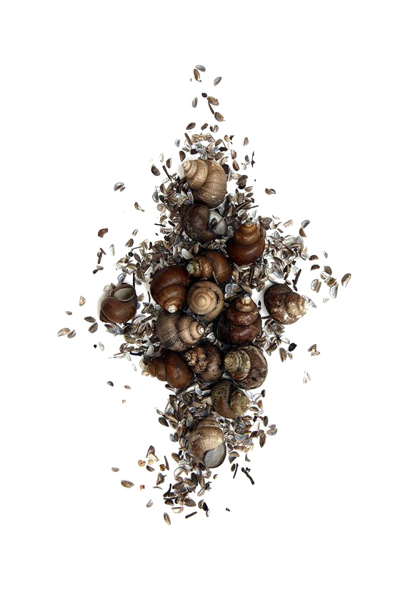 高清透明PNG海螺及动植物免扣设计素材下载 高清透明PNG海螺及动植物免扣设计素材下载