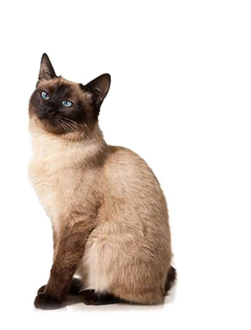 暹罗猫透明背景高清PNG图片，动植物设计素材免费下载