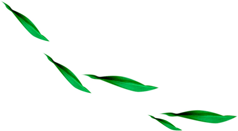 高清透明树叶PNG漂浮元素设计素材下载