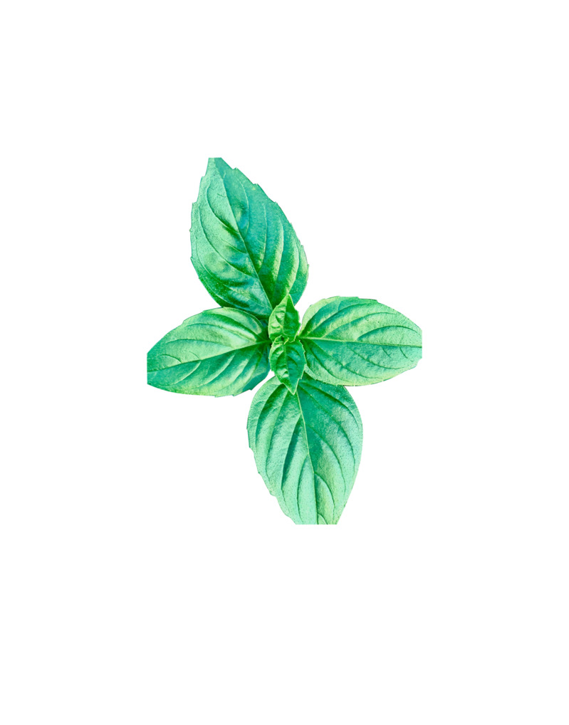 春天漂浮元素，高清透明绿色小叶子PNG设计素材下载