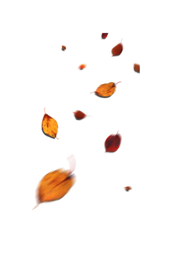 高清透明树叶漂浮图PNG设计素材，漂浮叶子元素图片下载