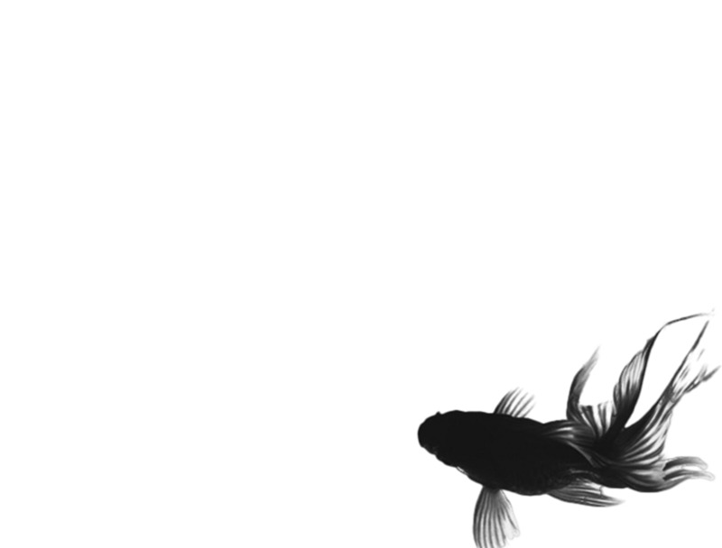 中国风水墨金鱼高清PNG透明底装饰素材，墨韵笔触设计图下载