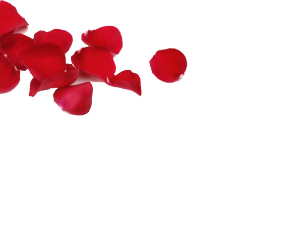 高清透明玫瑰花PNG背景图，PPT装饰设计素材免费下载