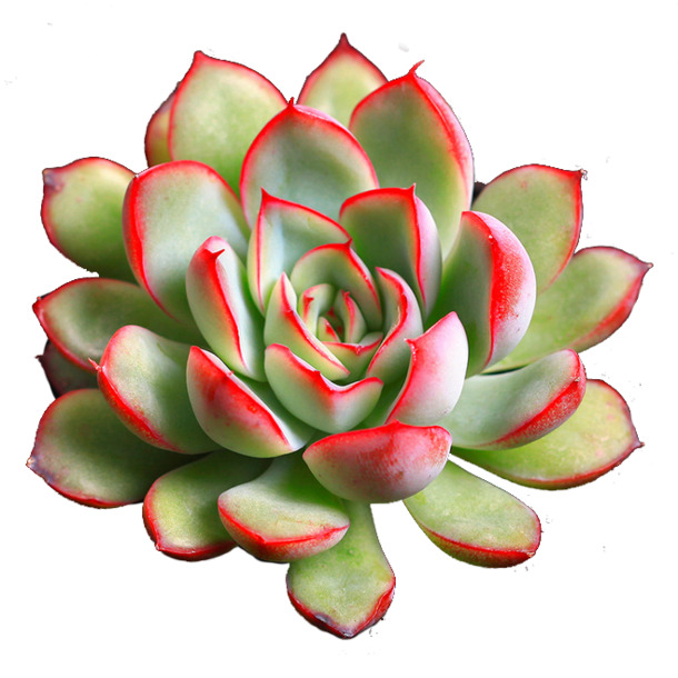 高清透明多肉植物3PNG装饰元素，设计素材免费下载