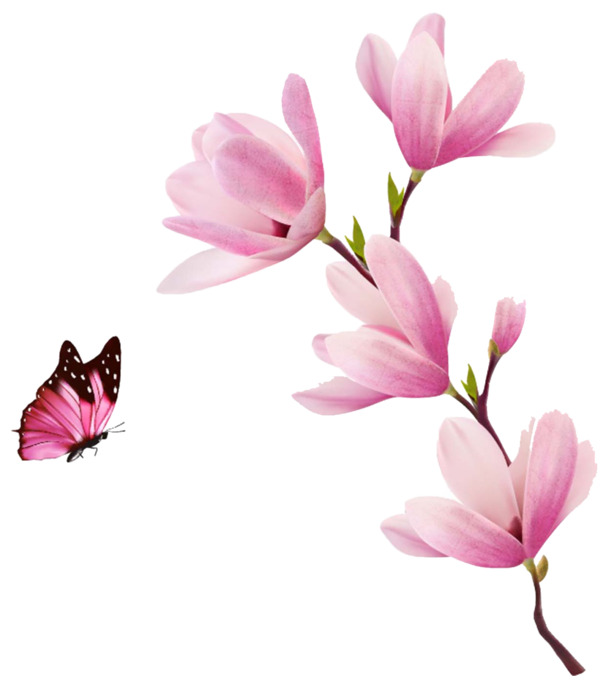 高清透明粉色玉兰花PNG装饰素材，植物设计图片下载
