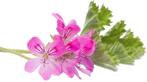 天竺葵高清透明PNG装饰元素植物设计素材免费下载