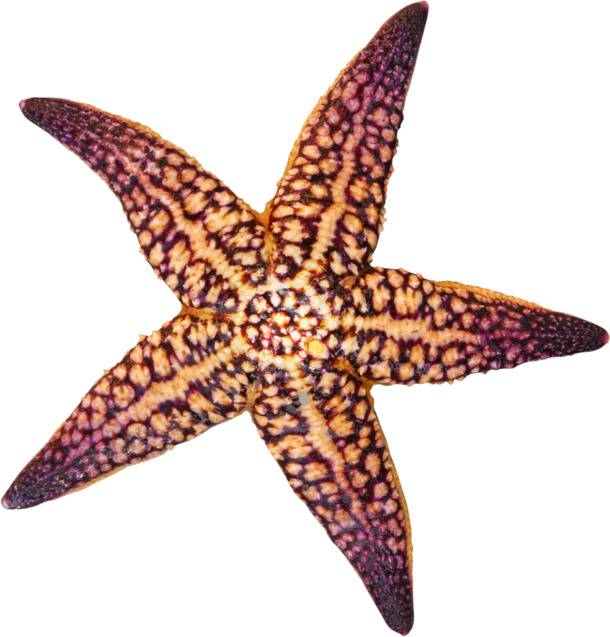 高清透明紫色纹路海星PNG装饰元素，动物设计素材免费下载