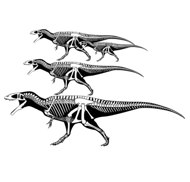 龙骨高清透明PNG装饰素材，动物设计元素图片下载