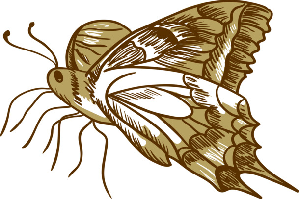 创意手绘飞蛾上色高清PNG透明装饰素材，动物设计元素下载