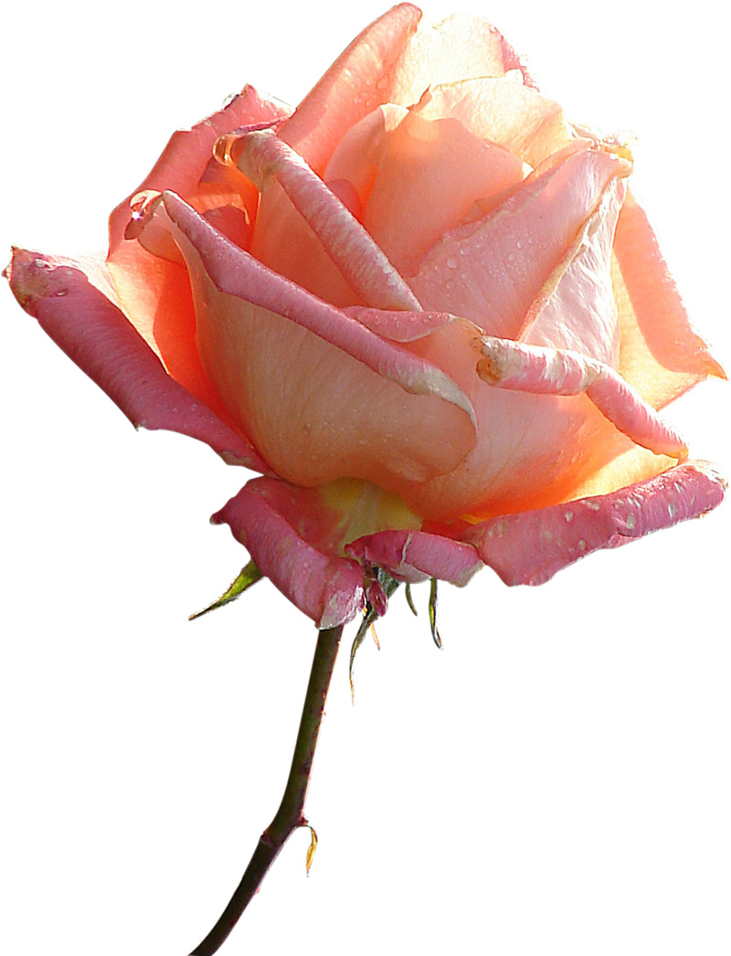 玫瑰花素材大全，鲜花/纸花高清PNG透明图，情人节节日设计素材免费下载