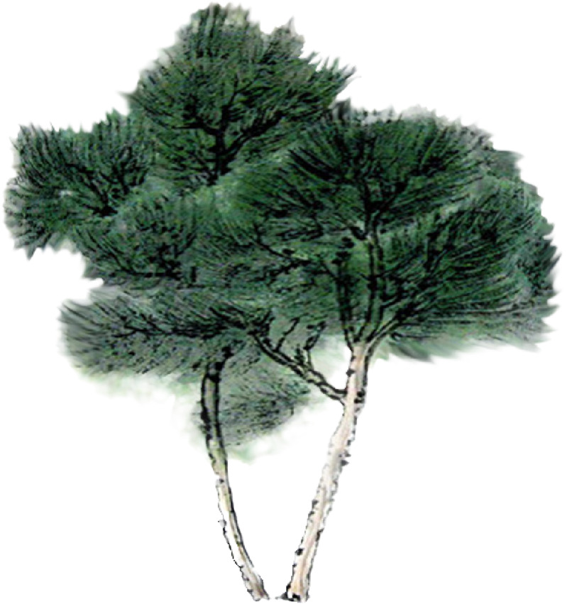 清明节青松高清PNG透明图，节日设计素材其他节日图片下载