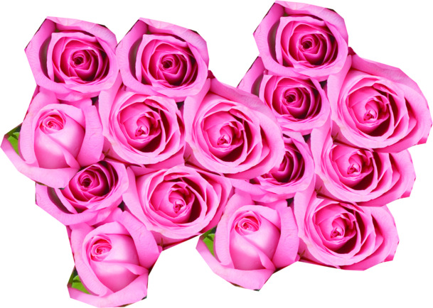 高清透明PNG玫粉玫瑰素材，情人节节日设计图片下载