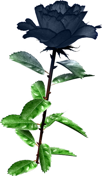 蓝色玫瑰情人节高清PNG透明背景节日设计素材图片免费下载