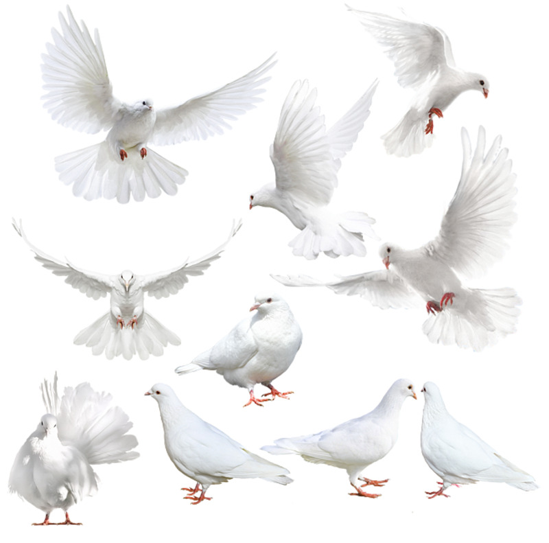 高清透明PNG素材，布拉格广场白鸽创意动植物设计图片下载