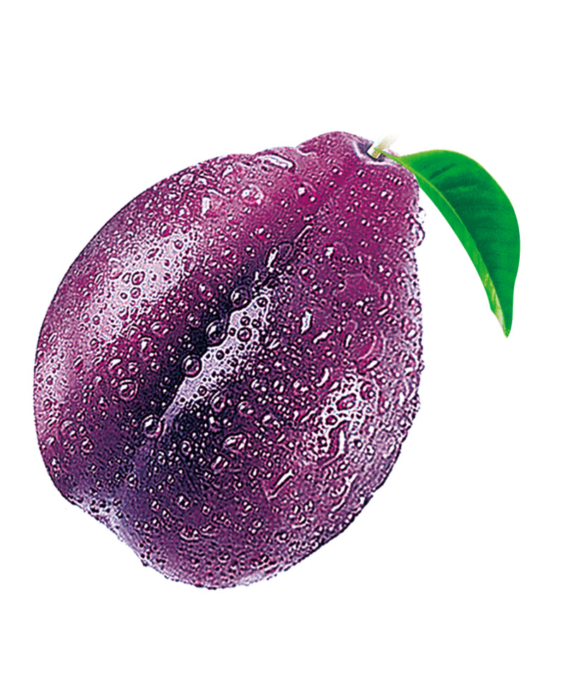 提子与乌梅装饰水果高清PNG透明背景动植物设计素材下载