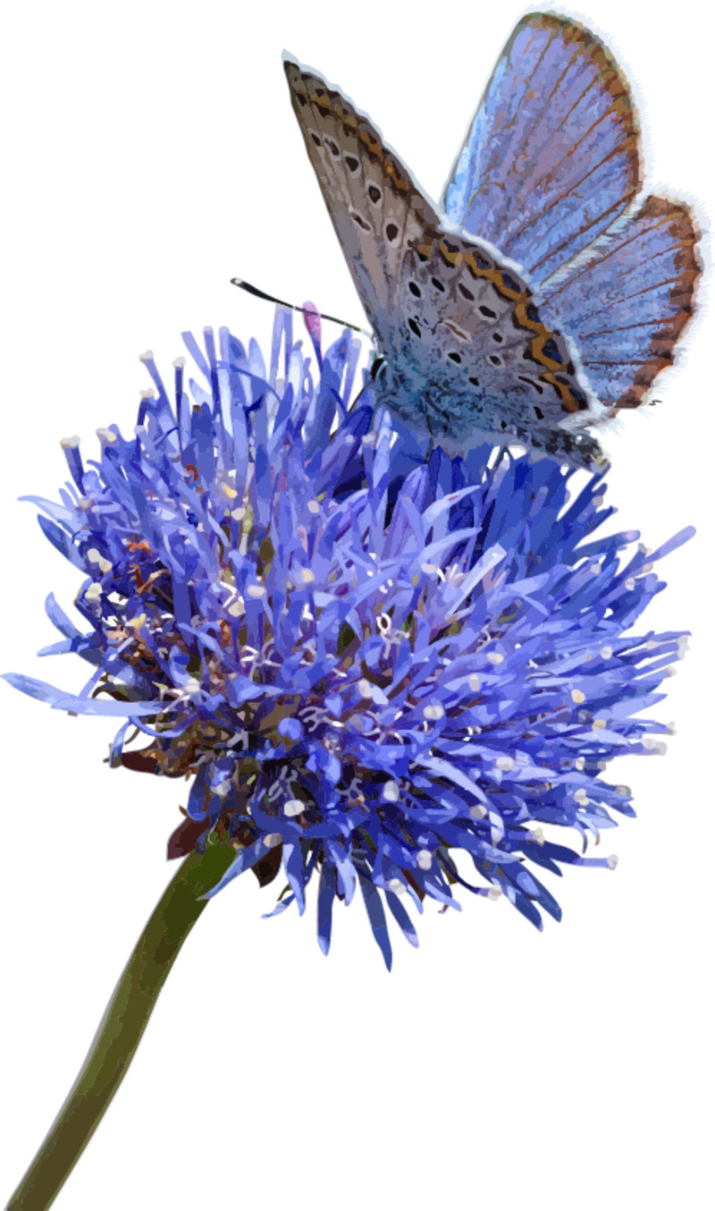 高清透明矢量郁金香PNG图，动植物AI设计素材免费下载