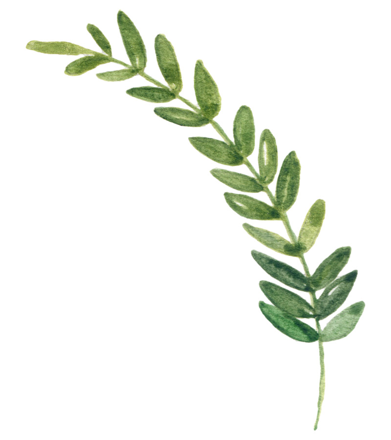 高清透明漂浮绿叶PNG设计素材图片下载