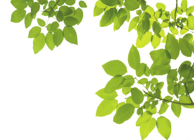 春天植物元素，绿色树叶枝条高清PNG透明背景动植物设计素材下载