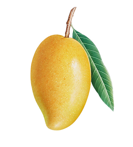 高清透明超清手绘芒果PNG动植物设计素材图片下载