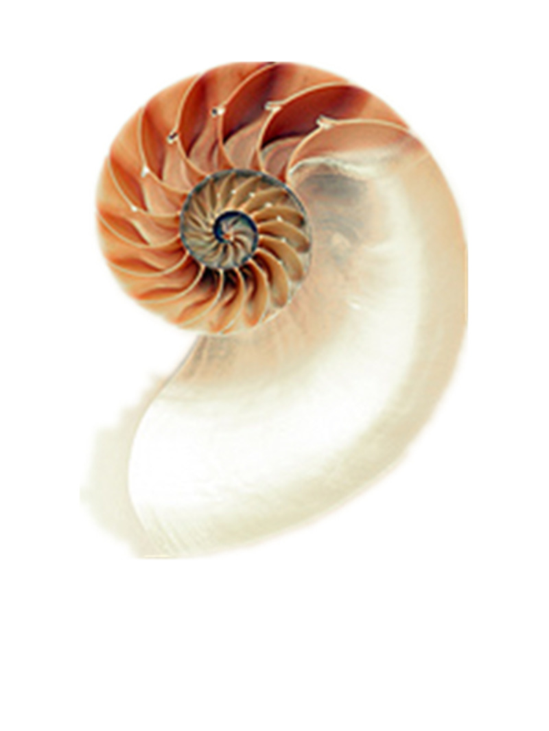 高清透明鹦鹉螺PNG动植物设计素材图片下载