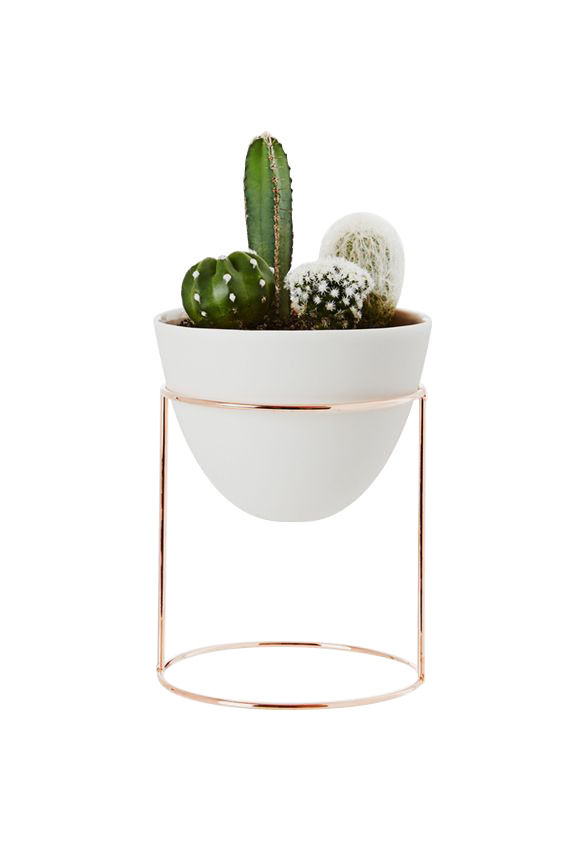 高清透明PNG白色花盆仙人掌配金属架动植物设计素材图片下载