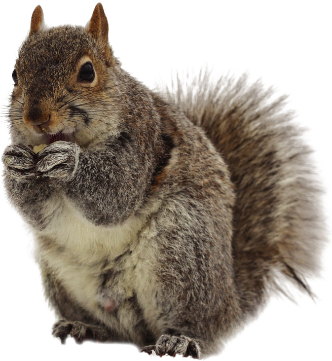 可爱小松鼠高清透明PNG森林动物图片，动植物设计素材免费下载