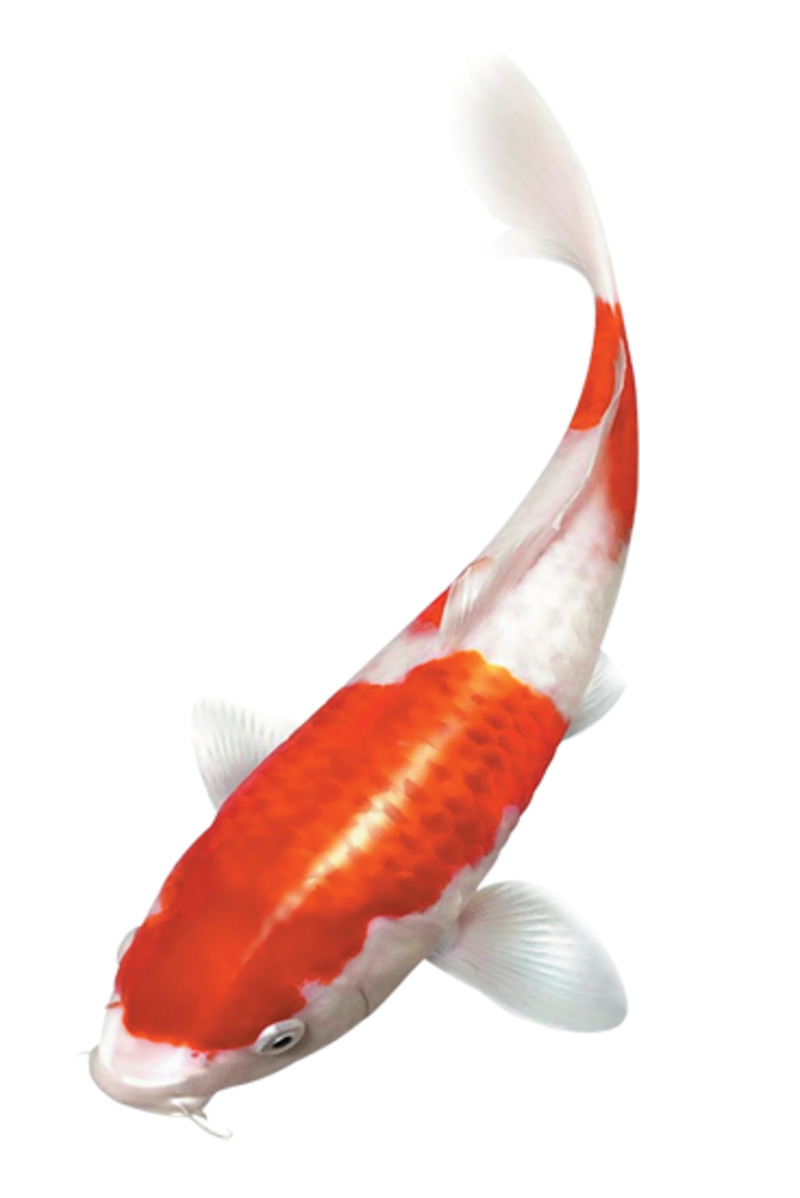 金鱼高清透明PNG动植物设计素材-动物图片下载