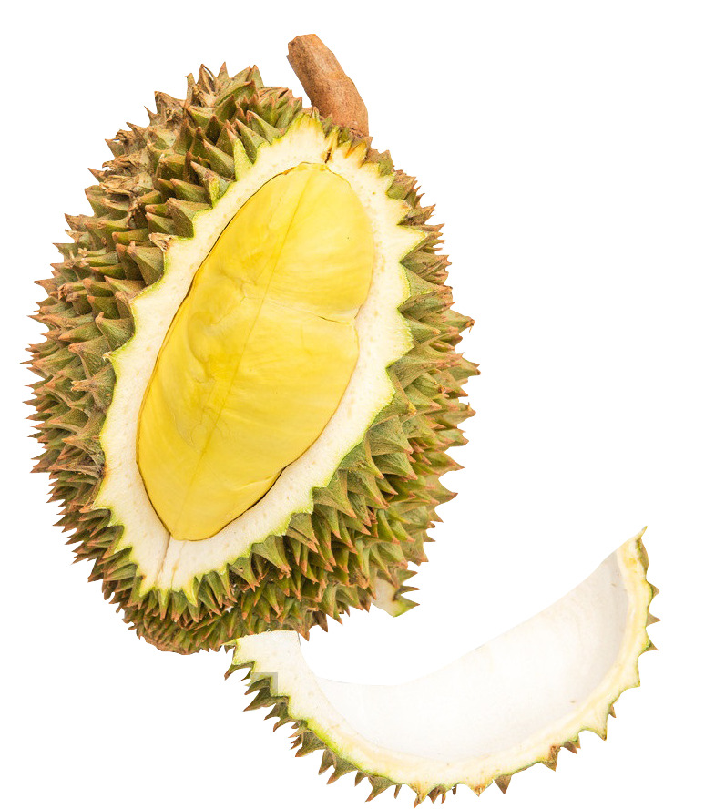 泰国猫山王榴莲高清透明PNG动植物设计素材图片下载