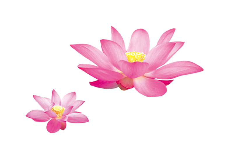 手绘高清透明PNG荷花莲花动植物元素植物设计素材图片下载