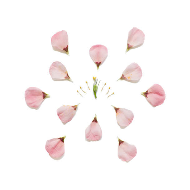 高清透明漂浮玫瑰花瓣PNG设计素材图片免费下载