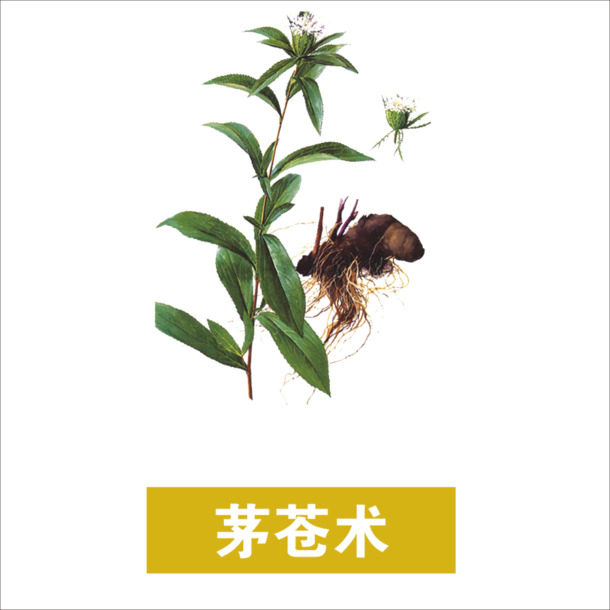 茅苍术植物高清PNG透明背景装饰设计素材图片下载