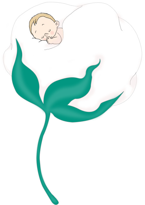 棉花高清透明PNG装饰植物设计素材图片免费下载