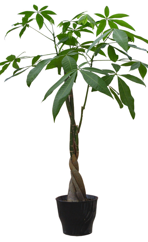 盆景植物高清PNG透明底装饰设计素材图片下载