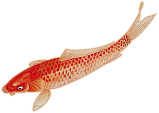 小鲤红鱼高清手绘PNG透明背景装饰动物设计素材免费下载