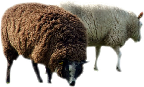 草原风光牛羊悠然吃草高清透明PNG动物装饰设计素材下载