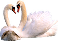 高清透明卡通白天鹅PNG装饰素材，动物设计图片下载