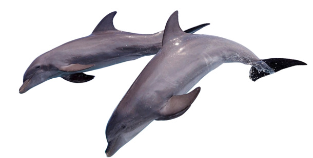 高清透明欢快海豚跳跃PNG图，动物装饰设计素材免费下载