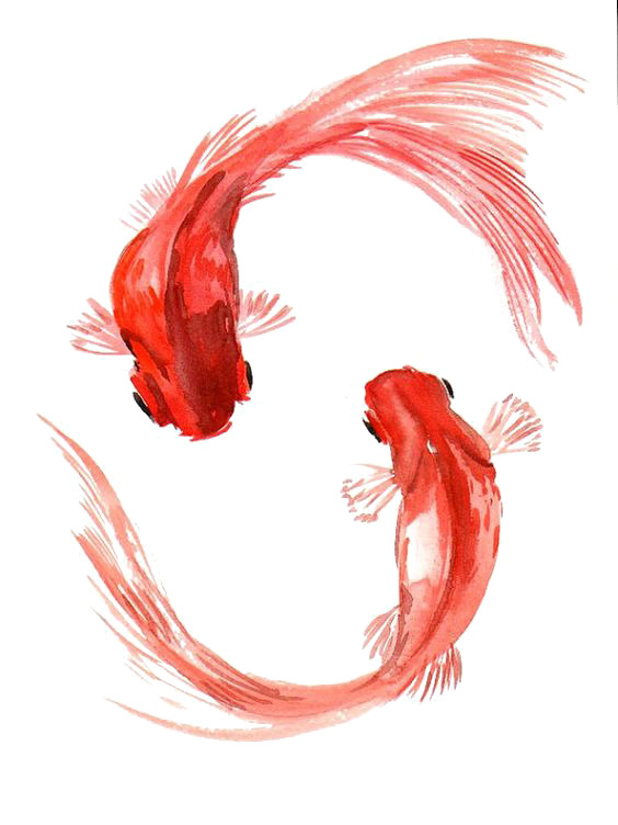 中国风金鱼高清PNG透明背景装饰设计素材图片免费下载