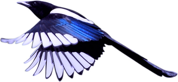 情人节设计必备，喜鹊高清透明PNG节日元素图片素材下载