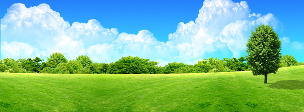 高清透明PNG树林清新背景banner图，海报设计素材一键下载