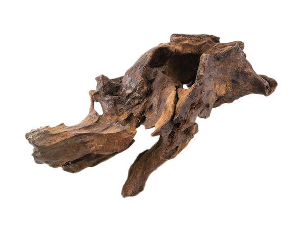 黑色干枯老树根高清透明PNG动植物设计素材图片下载