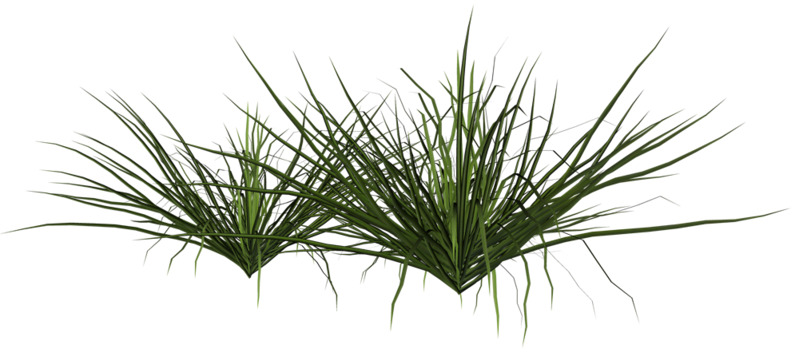 河边小草高清透明PNG图片-动植物设计素材下载 河边小草高清透明PNG图片-动植物设计素材下载