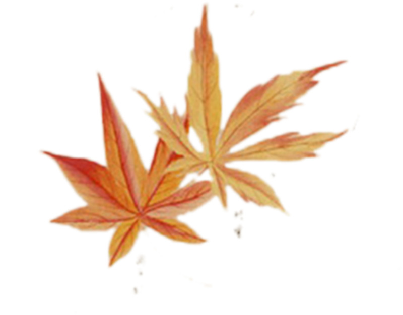 高清透明漂浮叶子PNG设计素材免费下载