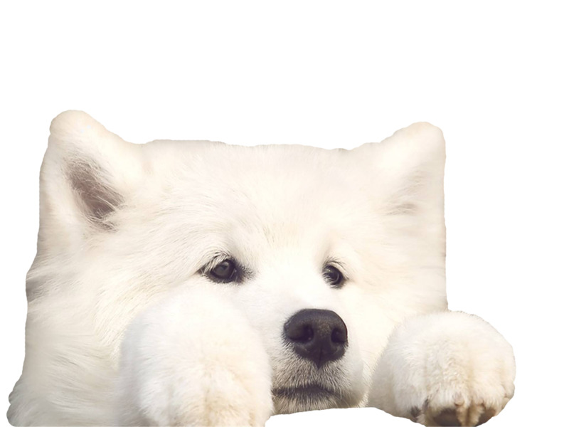 高清透明PNG素材下载，可怜表情萨摩耶动物设计图片